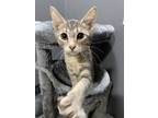 Adopt Georgia a Gray, Blue or Silver Tabby Domestic Shorthair (short coat) cat