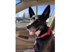 Adopt Sandie a Black - with White Australian Kelpie / Mixed dog in Orangevale