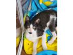 Adopt Gumby a Black & White or Tuxedo Domestic Shorthair / Mixed (short coat)