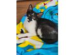 Adopt Wren a Black & White or Tuxedo Domestic Shorthair / Mixed (short coat) cat