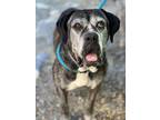 Adopt Gertrude a Boxer / Mixed dog in Monterey, CA (39129134)