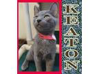 Adopt Keaton a Domestic Mediumhair / Mixed (short coat) cat in Mena