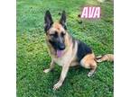 Adopt Ava a Brown/Chocolate German Shepherd Dog / German Shepherd Dog / Mixed