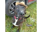 Adopt Sam a Black Labrador Retriever / Mixed Breed (Medium) / Mixed dog in