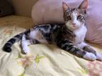 Adopt Ginger a Calico or Dilute Calico American Shorthair / Mixed cat in San