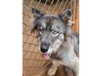 Adopt GENEVIEVE a Black Husky / Mixed dog in Athens, AL (39114013)