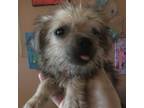 Adopt Flora a Gray/Silver/Salt & Pepper - with Black Shih Tzu / Mixed dog in