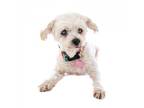 Adopt Sandra Cervantes 11030 a White - with Tan, Yellow or Fawn Poodle
