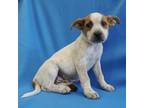 Adopt FLOWER a White - with Tan, Yellow or Fawn Blue Heeler / Mixed dog in Pt.