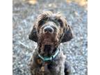 Adopt JAXSON bonded to LOLA a Brown/Chocolate Labrador Retriever / Poodle
