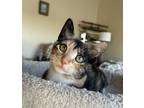 Adopt Cali a Tortoiseshell American Shorthair / Mixed (short coat) cat in San