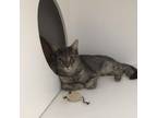 Adopt Dumbledore a Gray or Blue Domestic Shorthair / Mixed cat in Sarasota