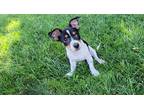 Adopt Ollie a Tricolor (Tan/Brown & Black & White) Dachshund / Rat Terrier /