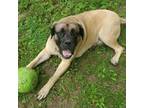 Adopt Cash a Tan/Yellow/Fawn Mastiff / Mixed dog in Walker, MI (39120599)