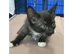 Adopt Brittlyn a All Black Domestic Shorthair / Mixed cat in Montgomery