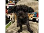 Adopt Chadwick TAF a Black Shih Tzu / Mixed dog in Las Vegas, NV (39128924)