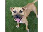 Adopt Bourbon a Brown/Chocolate American Pit Bull Terrier / Mixed dog in