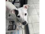 Adopt Thumbalina a White - with Tan, Yellow or Fawn Rat Terrier / Mixed Breed