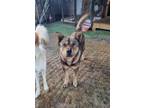 Adopt Gongyoo a Brown/Chocolate - with Black Shiba Inu / Jindo / Mixed dog in