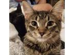 Adopt Annie a Gray or Blue American Shorthair / Mixed cat in Eureka Springs