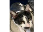 Adopt Pickles a Black & White or Tuxedo Domestic Shorthair (medium coat) cat in