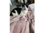 Adopt Lady a Black & White or Tuxedo American Shorthair / Mixed (short coat) cat
