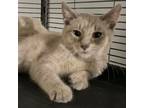 Adopt Tatum a Gray or Blue Siamese (short coat) cat in Fairborn, OH (39128655)