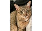 Adopt Alex a Brown Tabby Tabby / Mixed (medium coat) cat in Raleigh