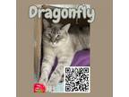 Adopt Dragonfly a White American Shorthair / Mixed cat in Dickinson