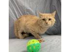 Adopt Stats a Tan or Fawn Tabby Domestic Shorthair / Mixed cat in Lyndhurst