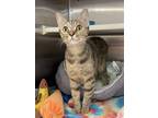 Adopt Molly a Brown Tabby Tabby (short coat) cat in Jacksonville, AR (39128546)