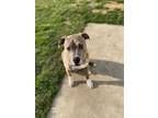 Adopt Zeus a Brindle American Staffordshire Terrier / American Pit Bull Terrier