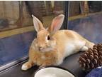Adopt Firaga a American / Mixed rabbit in Oceanside, CA (39128279)