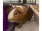Adopt Skittles a Guinea Pig small animal in San Diego, CA (39119535)