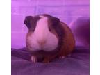 Adopt Popcorn a Guinea Pig small animal in San Diego, CA (39119533)