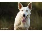 Adopt Icee a German Shepherd Dog / Mixed dog in Palm Harbor, FL (39128141)