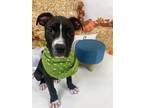 Adopt Earl Grey a American Pit Bull Terrier / American Staffordshire Terrier /
