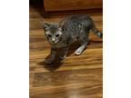 Adopt Whisper kk a Gray or Blue Domestic Shorthair / Mixed (short coat) cat in