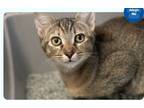 Adopt Brisbane a Brown Tabby Domestic Shorthair (short coat) cat in Wahiawa