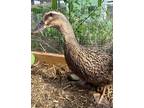 Adopt Macy a Duck bird in Pataskala, OH (39128086)