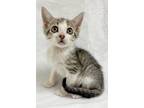 Adopt Pinecone a Gray, Blue or Silver Tabby Domestic Shorthair (short coat) cat