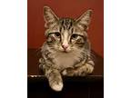 Adopt Levi a Brown Tabby Domestic Shorthair (short coat) cat in Greensburg