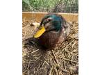 Adopt Oswald a Duck bird in Pataskala, OH (39128080)