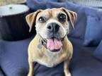 Adopt Betty a Brown/Chocolate - with White Beagle / Pug / Mixed dog in Ramona