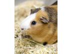 Adopt Sol a Guinea Pig small animal in Novato, CA (39128000)