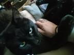 Adopt Boo a All Black American Shorthair / Mixed (short coat) cat in Buffalo