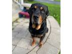 Adopt Rufus a Black - with Brown, Red, Golden, Orange or Chestnut Rottweiler /