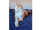 Adopt Juno a Orange or Red (Mostly) Domestic Shorthair / Mixed (short coat) cat