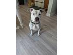 Adopt Alaska a White - with Black American Pit Bull Terrier / Mutt / Mixed dog