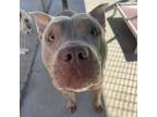 Adopt Silva a Gray/Silver/Salt & Pepper - with Black American Pit Bull Terrier /